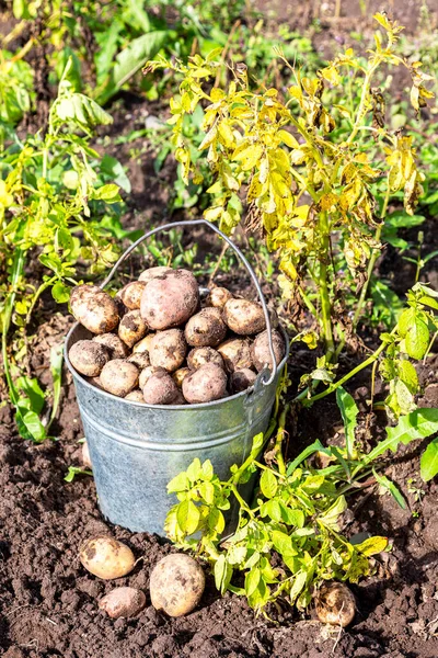 晴れた日に植物園で有機ジャガイモを収穫します プランテーションで収穫されたジャガイモ — ストック写真