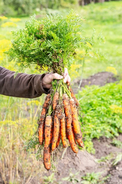 Yaz günü yeşil, odaklanmamış bir arka planda taze havuç tomarı.