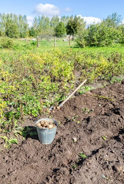 Biologische Aardappelen Oogsten Moestuin Zonnige Dag Het Plantageveld Geoogste Aardappelen — Stockfoto