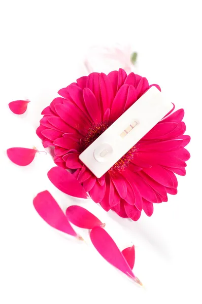 Positive pregnancy test and gerbera — Stock Photo, Image