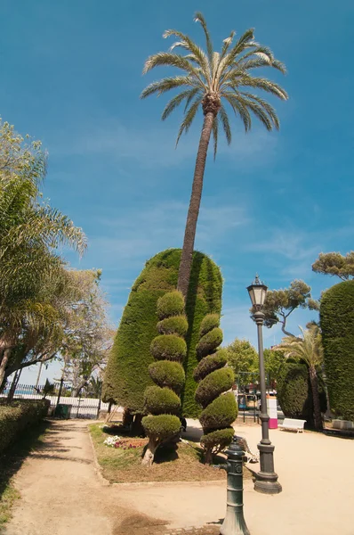 Palmen und Nadelbäume in cadiz — Stockfoto