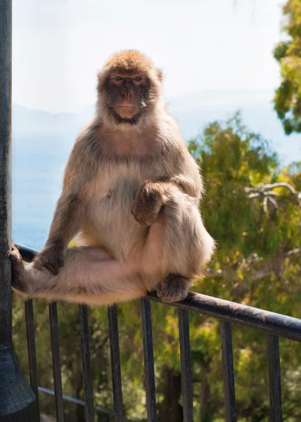 Πίθηκος στο Γιβραλτάρ — Φωτογραφία Αρχείου
