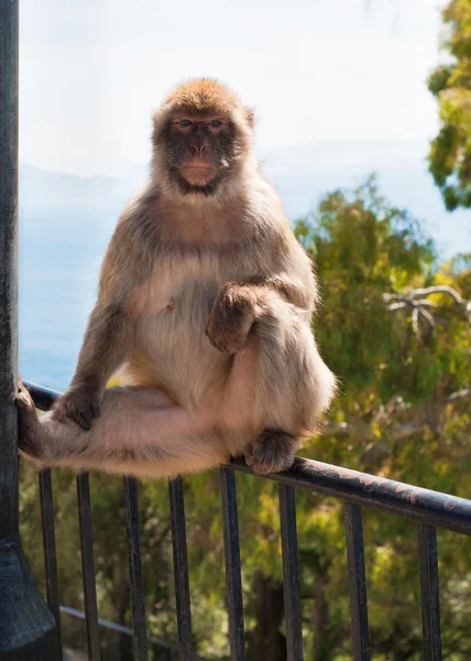 Affe in Gibraltar — Stockfoto