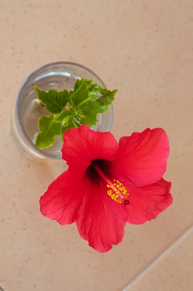 Roter Hibiskus — Stockfoto