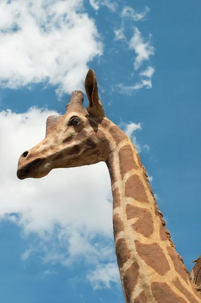 Retrato de jirafa sobre el fondo del cielo — Foto de Stock