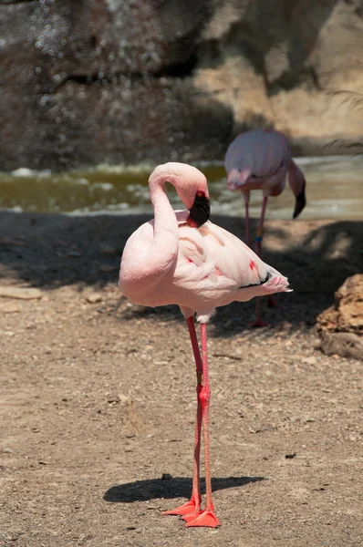 Розовый фламинго стоя — стоковое фото