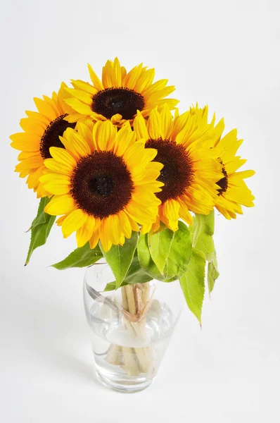 Sunflowers in a glass vase — Stock Photo, Image