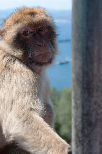 Porträt des Affen in Gibraltar — Stockfoto