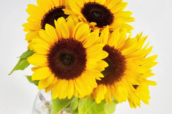Sunflowers in studio — Stock Photo, Image