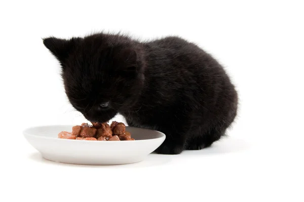 Little cute kitten eating — Stock Photo, Image