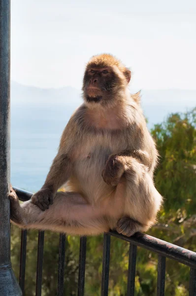 Netter Affe in Gibraltar — Stockfoto