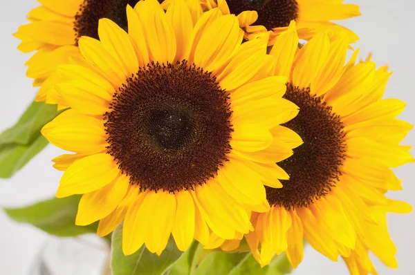 Sunflowers in a glass vase — Stock Photo, Image