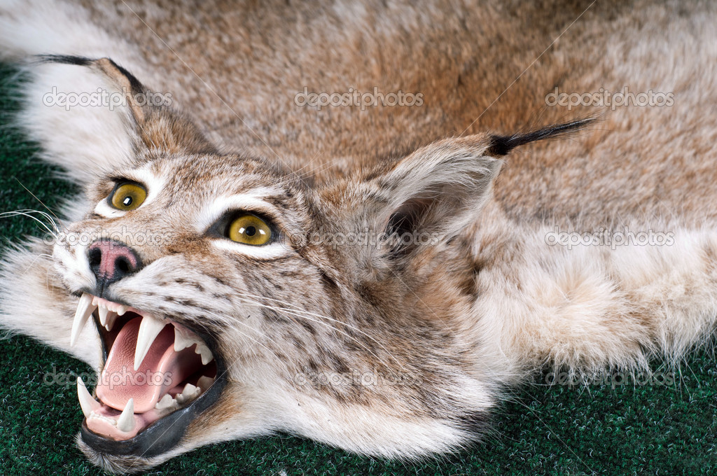 stuffed lynx