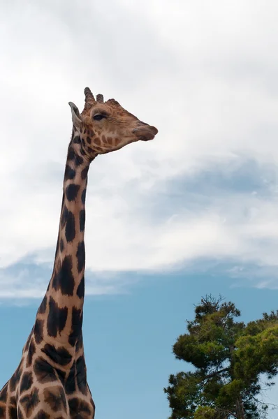Giraff på blå himmel — Stockfoto