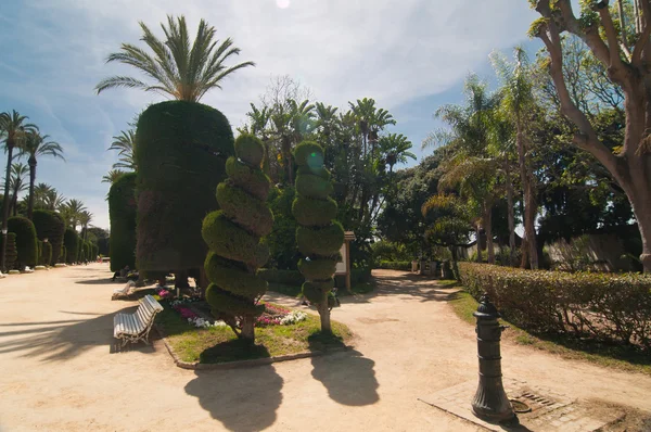 Palmen und Nadelbäume in cadiz, mittags — Stockfoto