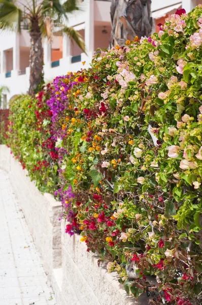 Fence of multicolored flowers bougainvillea — Stock Photo, Image