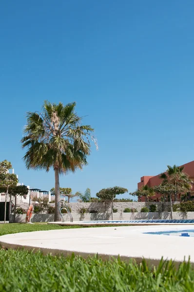 Palmier près de la piscine — Photo