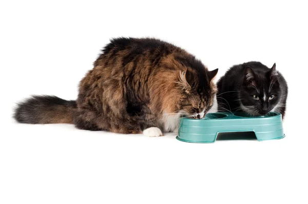 Dwa koty, jedzenie — Zdjęcie stockowe