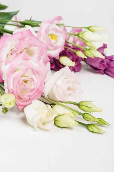 Gyönyörű eustoma virágok — Stock Fotó