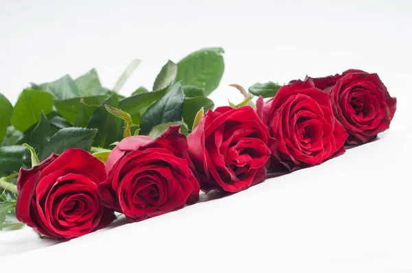 Lindas rosas vermelhas dispostas em uma fileira — Fotografia de Stock
