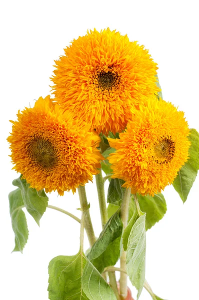 Drei Sonnenblumen — Stockfoto