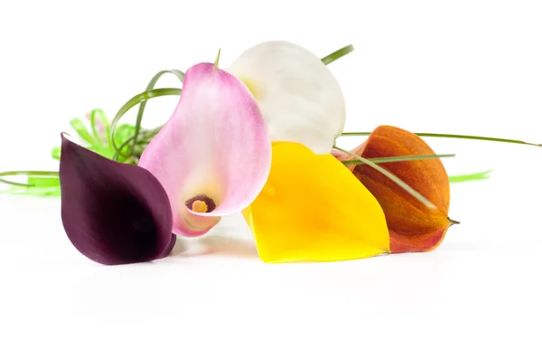 Bouquet of multicolored calla — Stock Photo, Image