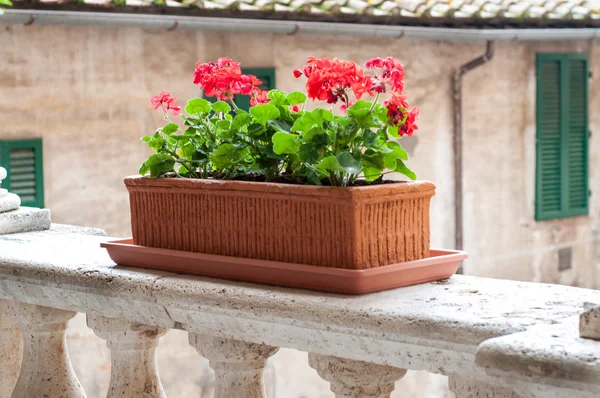 Blumentopf auf dem Balkon — Stockfoto