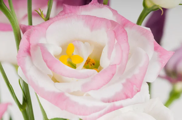 マクロ トルコギキョウの花 — ストック写真