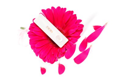 pozitif gebelik testi ve pembe gerbera
