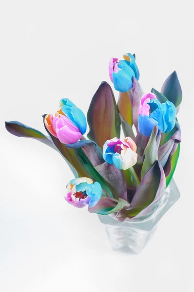 Draufsicht auf bunte Tulpen — Stockfoto