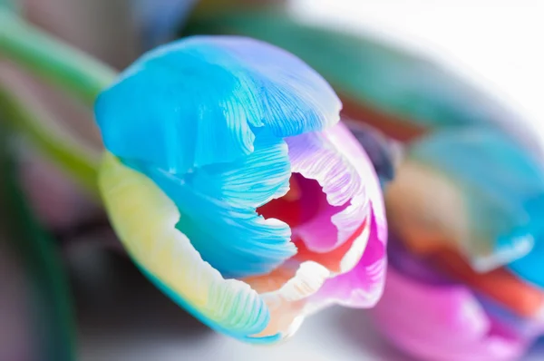 Unusual multi colored tulip — Stock Photo, Image