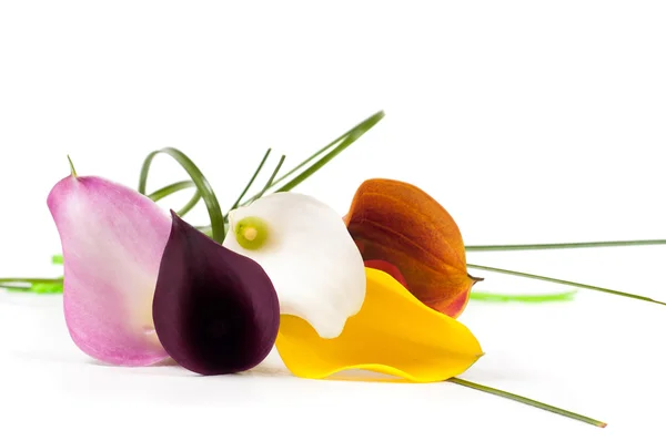 Fünf schöne Calla-Blumen — Stockfoto