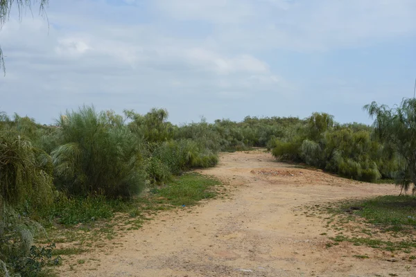 La strada di ghiaia tra gli alberi — Foto Stock