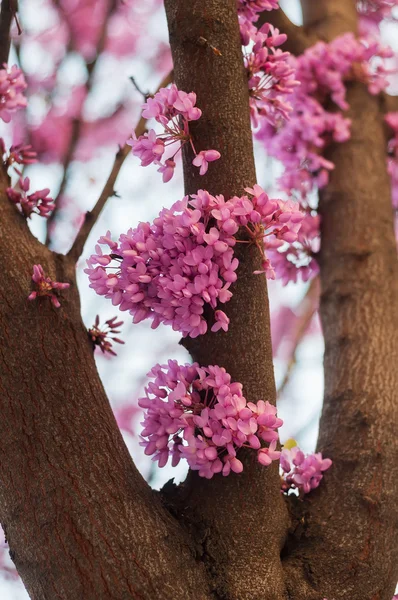 Pink flowers growing on tree — Stock Photo, Image