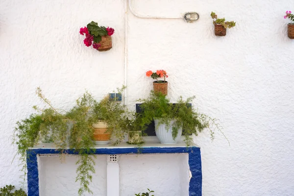 Muur versierd met bloemen in potten — Stockfoto