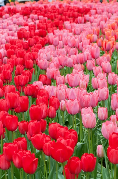 Flower beds of multicolored tulips — Stock Photo, Image