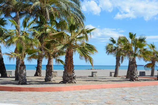 Empty european beach with palms — Stock Photo, Image