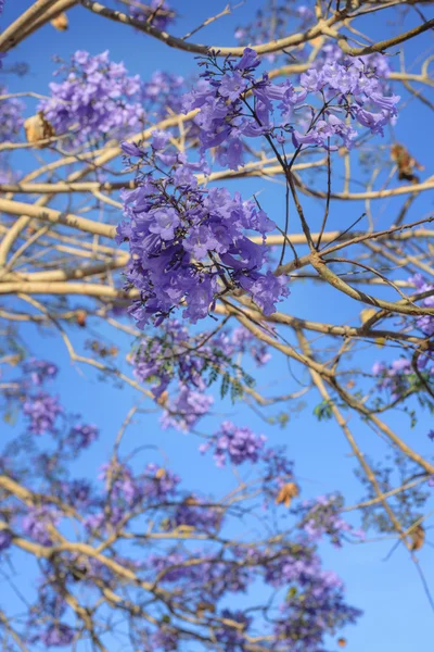 Árvore com flores violetas — Fotografia de Stock