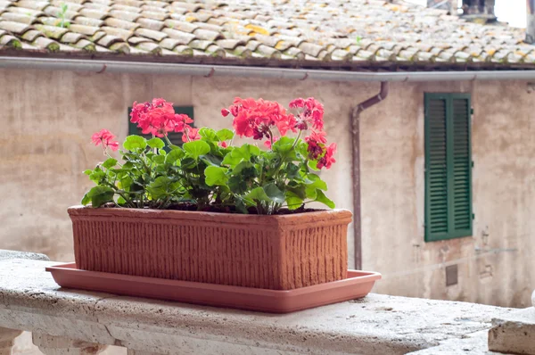 Fleurs de géranium rouge en pot — Photo