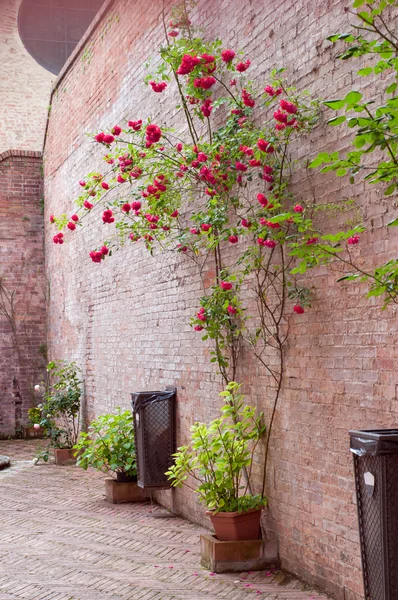 Růžové keře trénovali kamenná zeď — Stock fotografie
