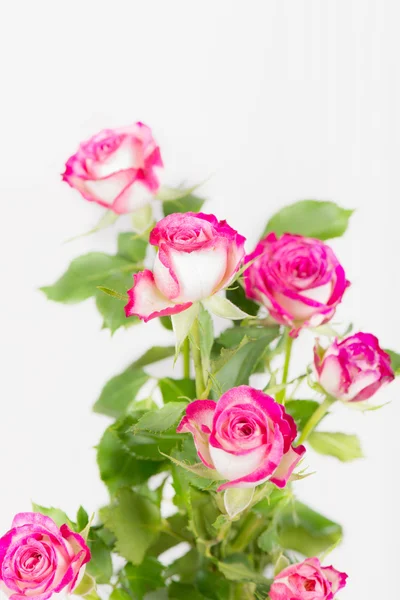 Bouquet of pink rose flowers — Stock Photo, Image