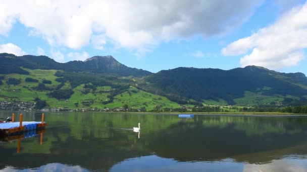 Images Magnifiques Paysages Montagneux Avec Lac Lauerz Cygne Suisse Alpes — Video