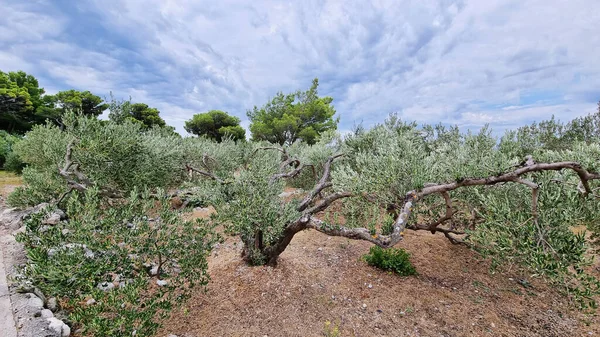 Traditionelle Plantage Von Olivenbäumen Makarska Riviera Biokovo Dalmatien Kroatien — Stockfoto