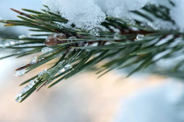 Close Macro Photo Needles Green Spruce Snow Outdoor Selected Focus — Stock Photo, Image