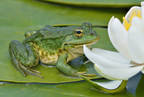 Marsh frog sits on a green leaf