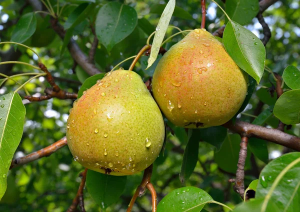 Ripe pear on the branch — Stock Photo, Image