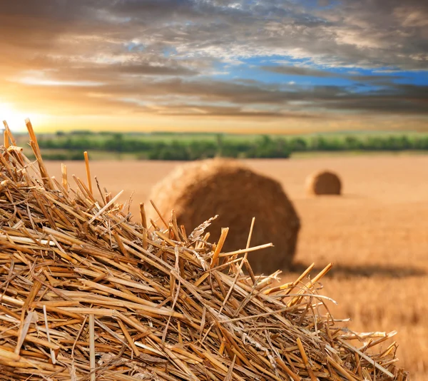 Haystacks de paja en el campo de grano —  Fotos de Stock