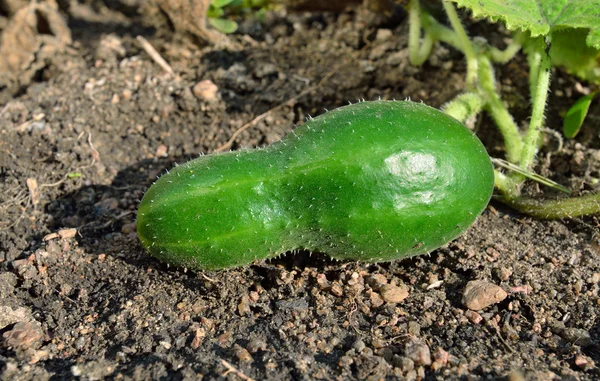 Cucumber on the garden-bed — Stock Photo, Image