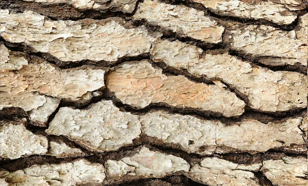 Konsistens av bark — Stockfoto