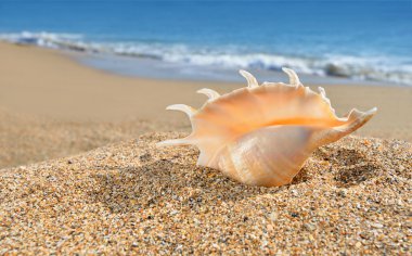 Seashell sarı plaj kum üzerinde